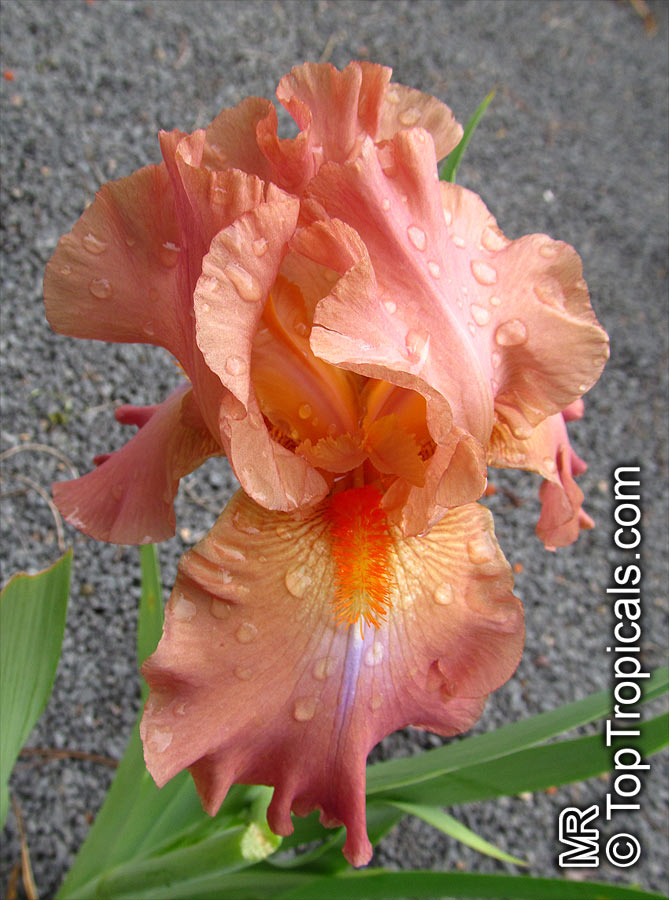 Iris (Bearded Hybrids), Bearded Iris. Iris 'Dodge City'