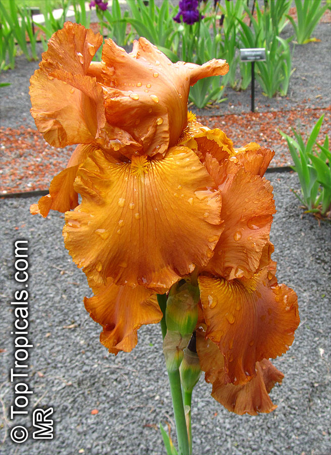 Iris (Bearded Hybrids, yellow flower), Bearded Iris. Iris 'Cable Car' 