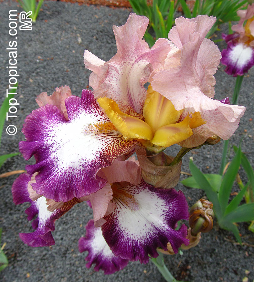 Iris (Bearded Hybrids), Bearded Iris. Iris 'Change of Pace' 