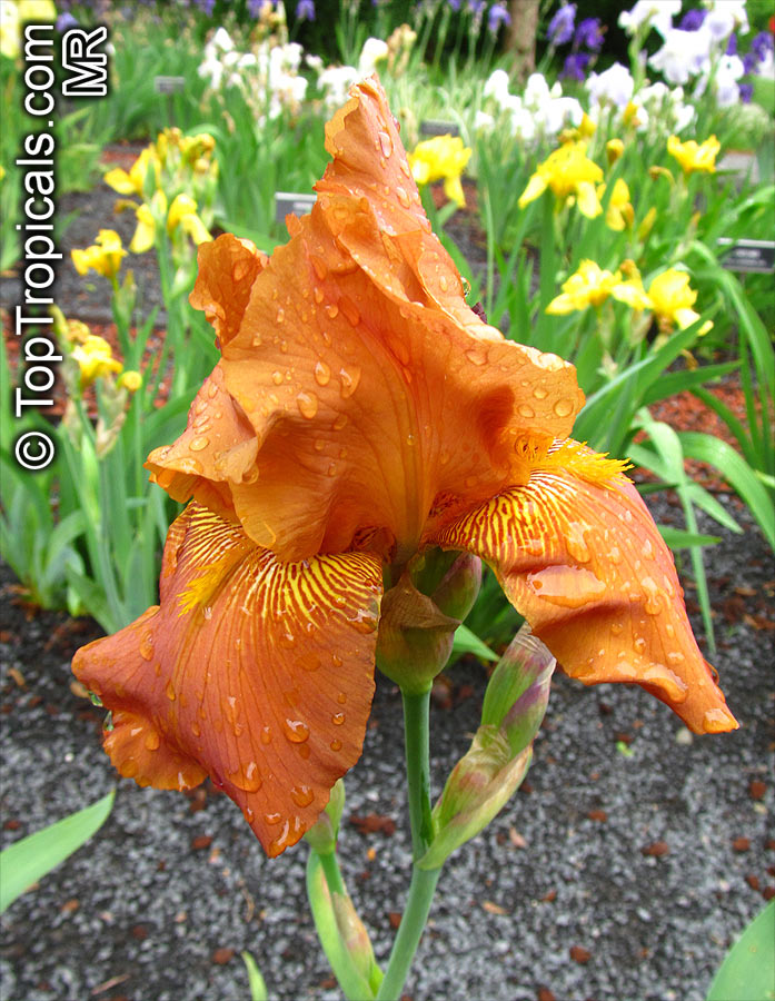 Iris (Bearded Hybrids, yellow flower), Bearded Iris. Iris 'Thotmes III'