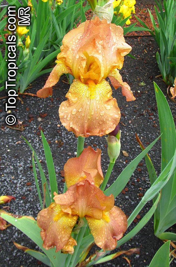 Iris (Bearded Hybrids, yellow flower), Bearded Iris. Iris 'Cascade Splendour'