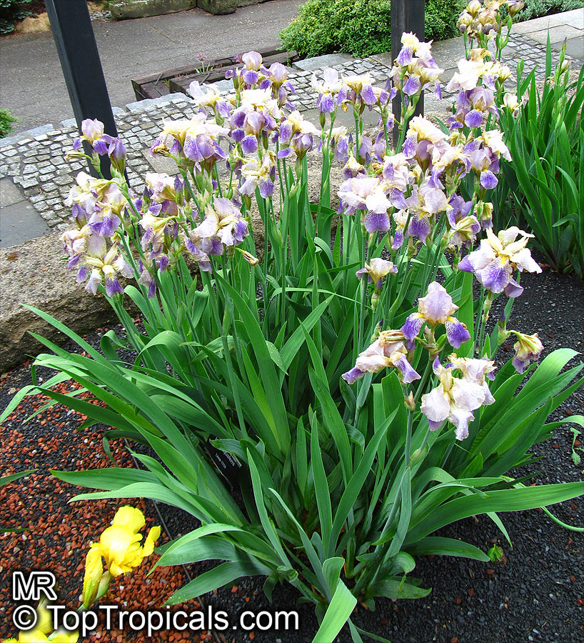 Iris (Bearded Hybrids), Bearded Iris. Iris × squalens