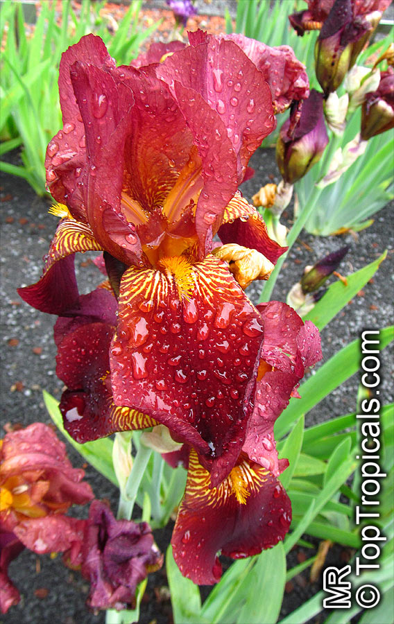 Iris (Bearded Hybrids), Bearded Iris. Iris 'Orelio'