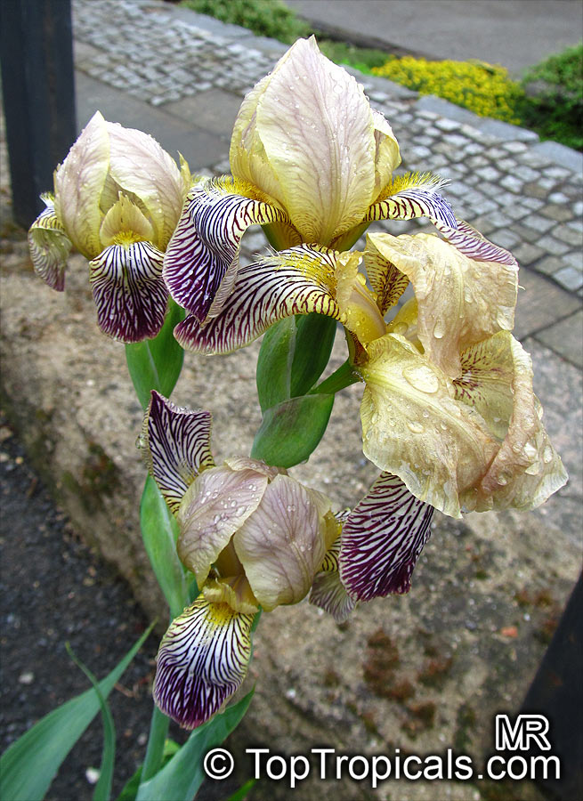 Iris (Bearded Hybrids), Bearded Iris. Iris 'Jacquesiana'