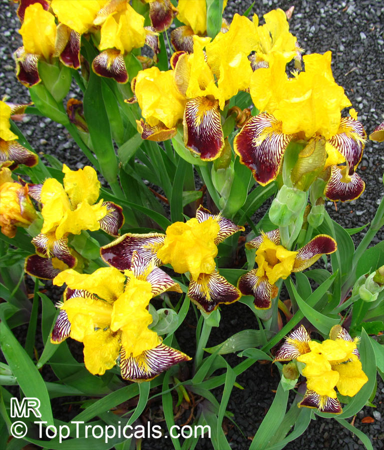 Iris (Bearded Hybrids, yellow flower), Bearded Iris. Iris 'Maori King'