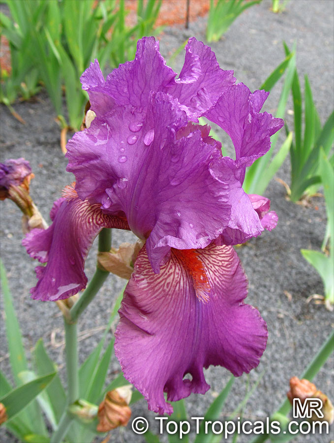 Iris (Bearded Hybrids), Bearded Iris. Iris 'Raspberry Ripples' 