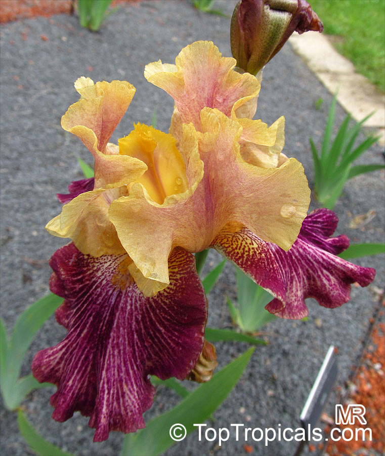 Iris (Bearded Hybrids), Bearded Iris. Iris 'Body Language' 
