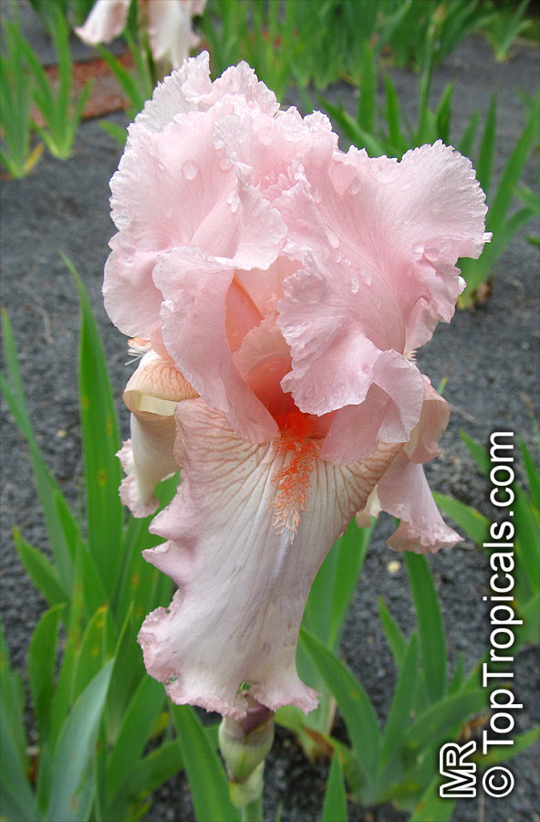 Iris (Bearded Hybrids), Bearded Iris. Iris 'Pink Fringe' 