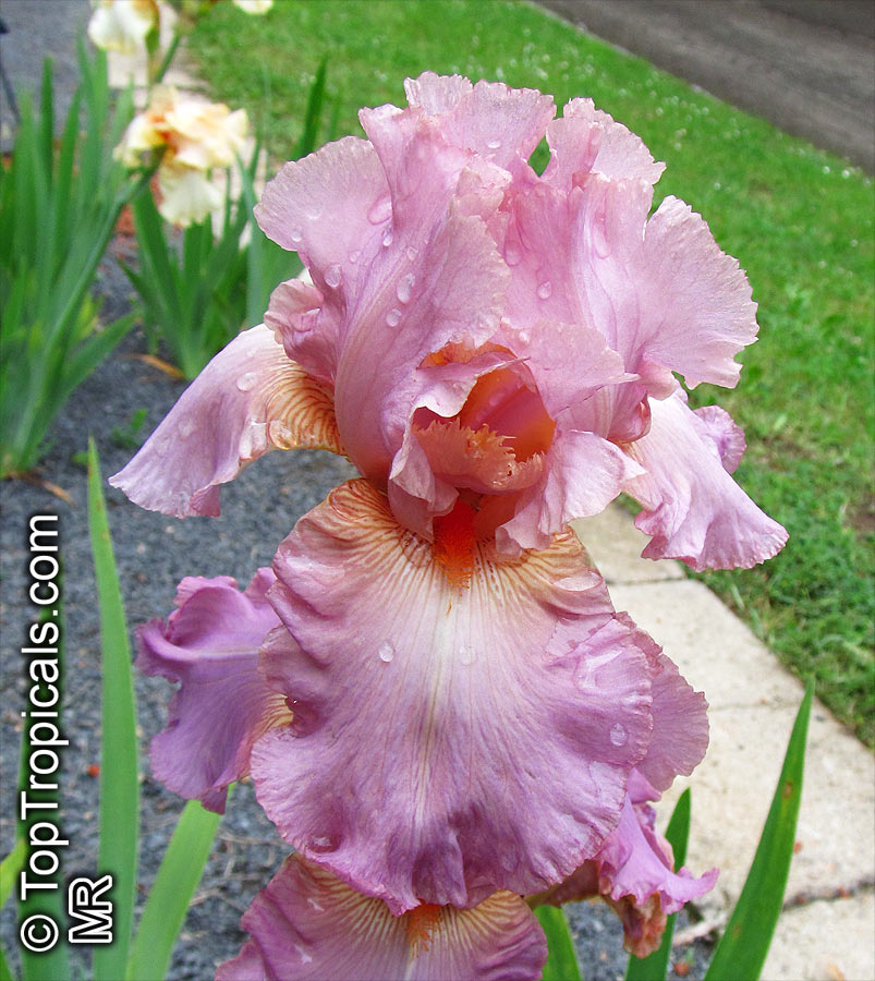 Iris (Bearded Hybrids, yellow flower), Bearded Iris. Iris 'Staten Island'