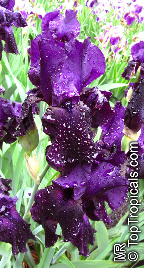 Iris (Bearded Hybrids), Bearded Iris