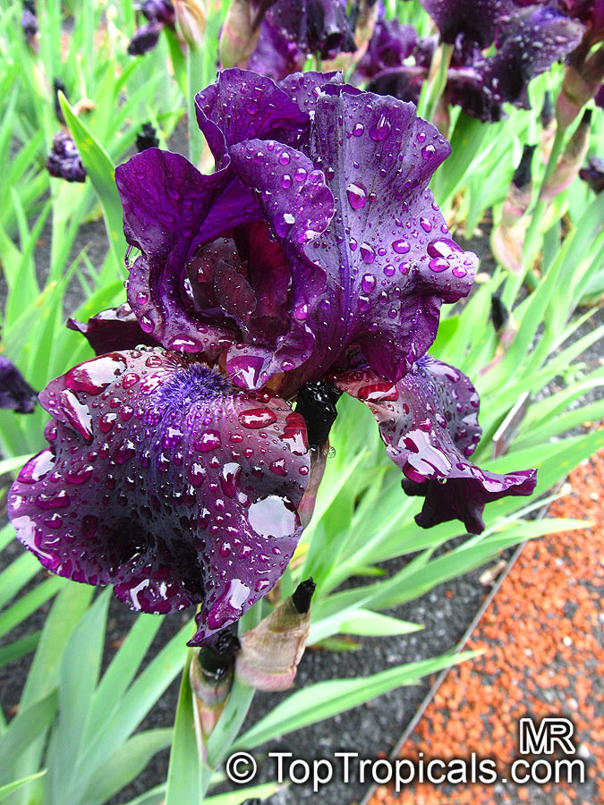 Iris (Bearded Hybrids), Bearded Iris. Iris 'Superstition'