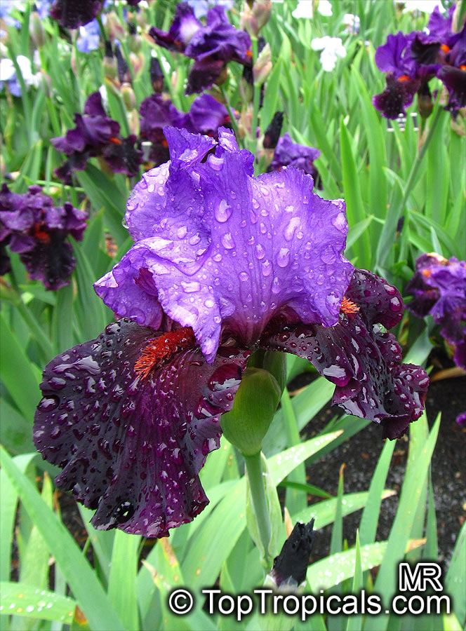 Iris (Bearded Hybrids), Bearded Iris. Iris 'Romantic Evening'