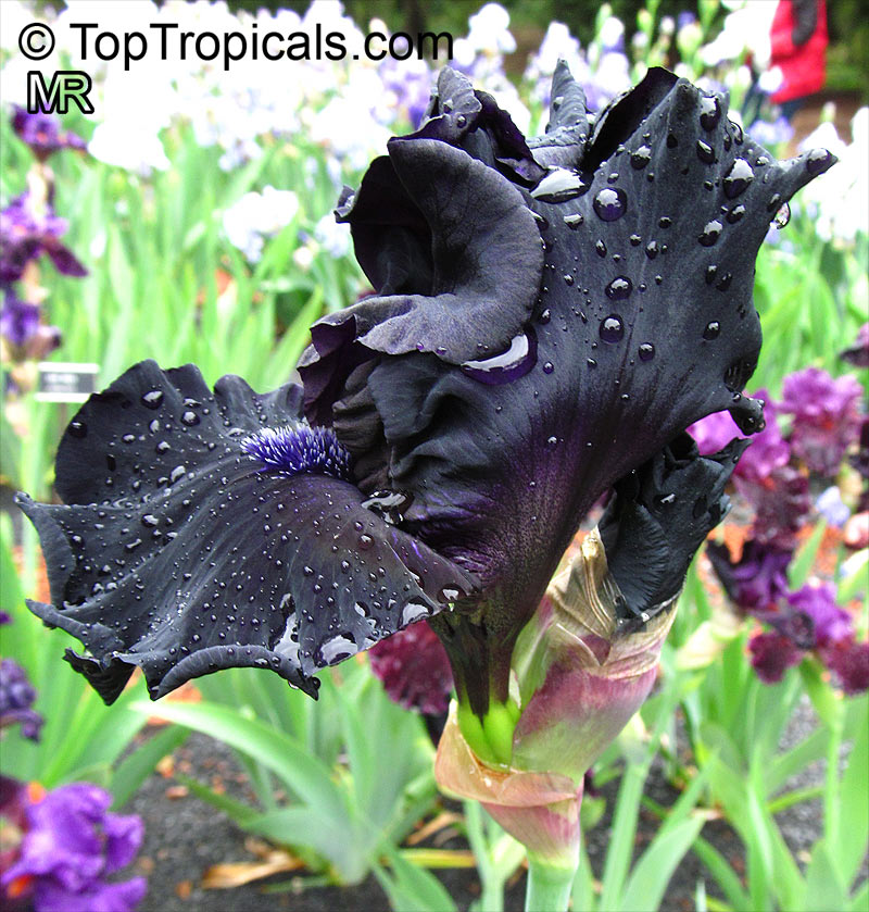 Iris (Bearded Hybrids), Bearded Iris. Iris 'Obsidian'