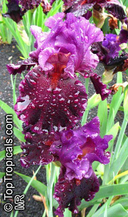 Iris (Bearded Hybrids), Bearded Iris. Iris 'Saturn'