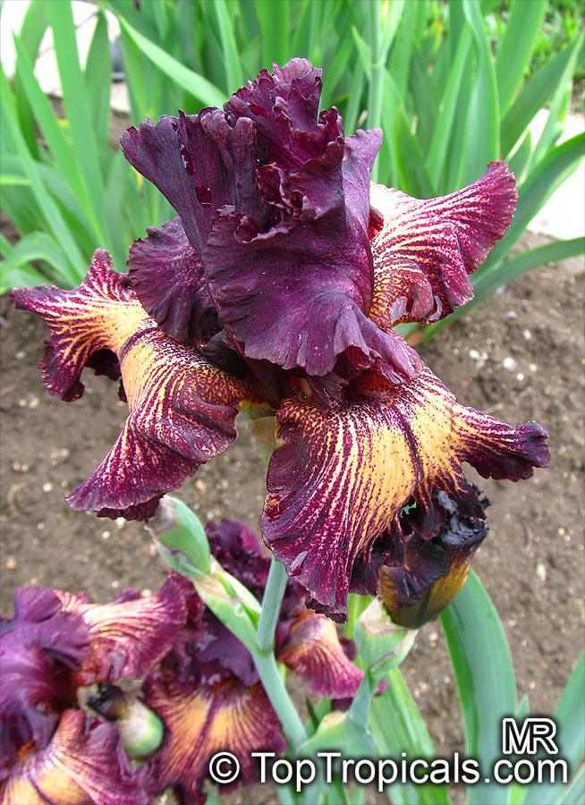 Iris (Bearded Hybrids), Bearded Iris. Iris 'Drama Queen'