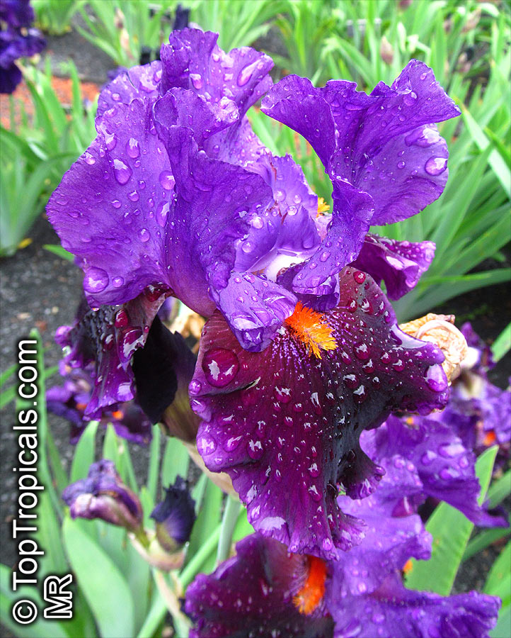 Iris (Bearded Hybrids), Bearded Iris. Iris 'Local Color'