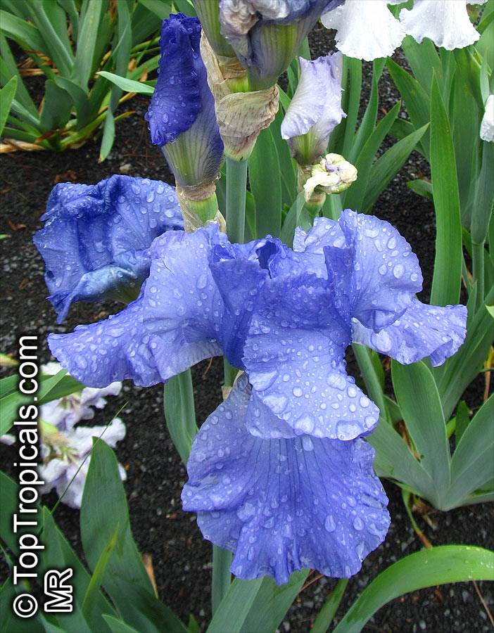 Iris (Bearded Hybrids), Bearded Iris. Iris 'Sapphire Hills'