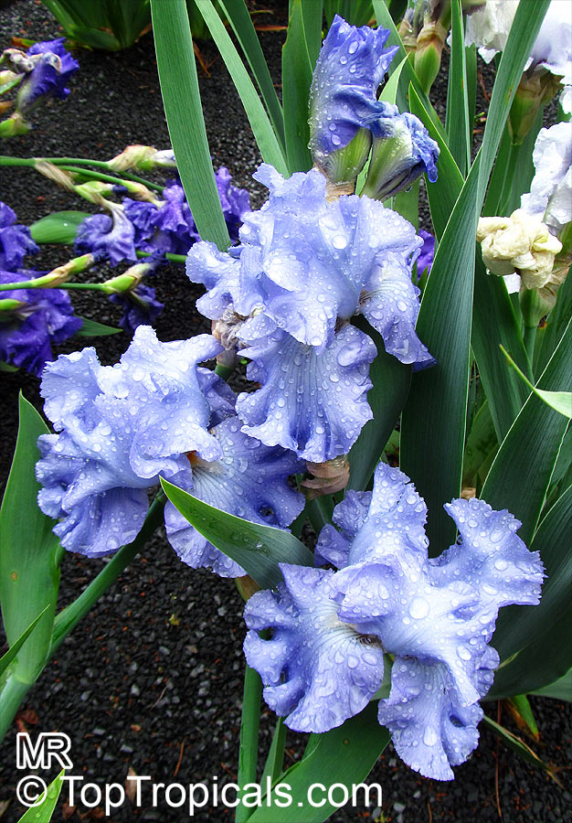 Iris (Bearded Hybrids), Bearded Iris. Iris 'Color Me Blue'