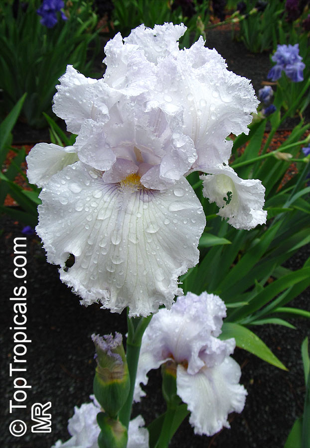 Iris (Bearded Hybrids), Bearded Iris. Iris 'Queen of Angels'