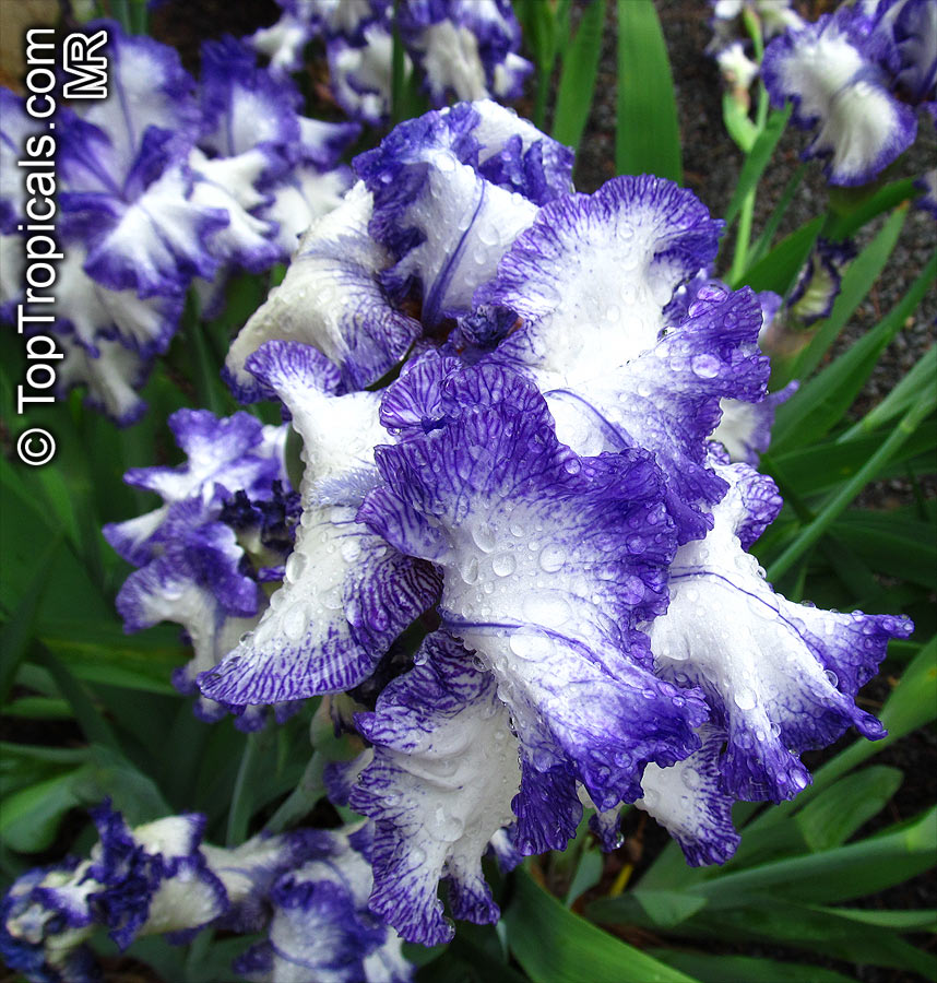 Iris (Bearded Hybrids), Bearded Iris. Iris 'Ink Patterns'