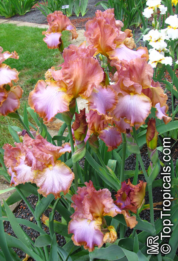 Iris (Bearded Hybrids), Bearded Iris. Iris 'Afternoon Delight'