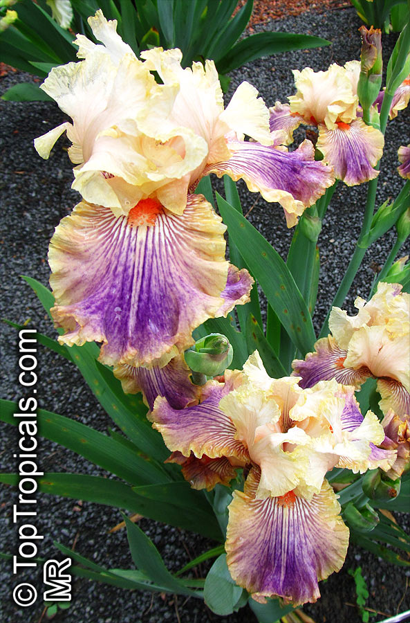 Iris (Bearded Hybrids), Bearded Iris. Iris 'Carnival of Color'