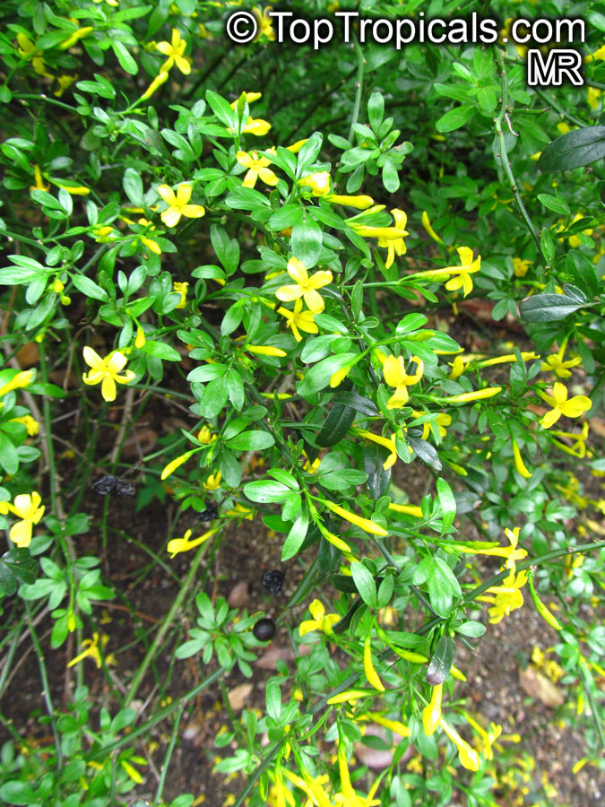 Jasminum odoratissimum, Jasminum floridum, Jasminum fruticans, Showy Jasmine, Florida Jasmine, Yellow Jasmine, Fruity Jasmine