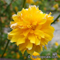 Kerria japonica Pleniflora, Double Kerria, Wild Rose, Japanese Rose

Click to see full-size image