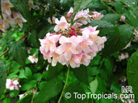 Kolkwitzia amabilis, Linnaea amabilis, Beauty Bush

Click to see full-size image