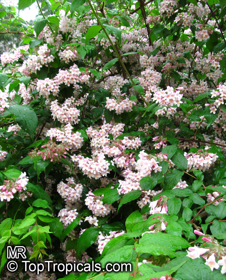 Kolkwitzia amabilis, Linnaea amabilis, Beauty Bush