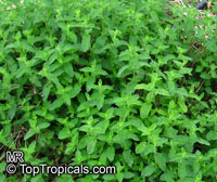 Mentha sp., Mint

Click to see full-size image