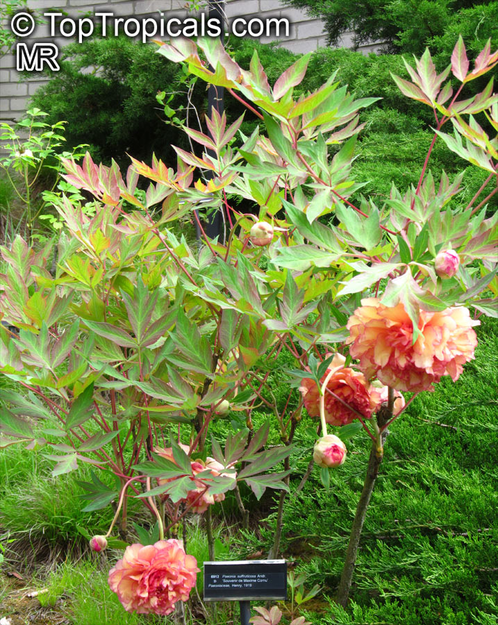 Paeonia suffruticosa, Tree Peony. Paeonia suffruticosa 'Souvenir du Maxime Cornu'
