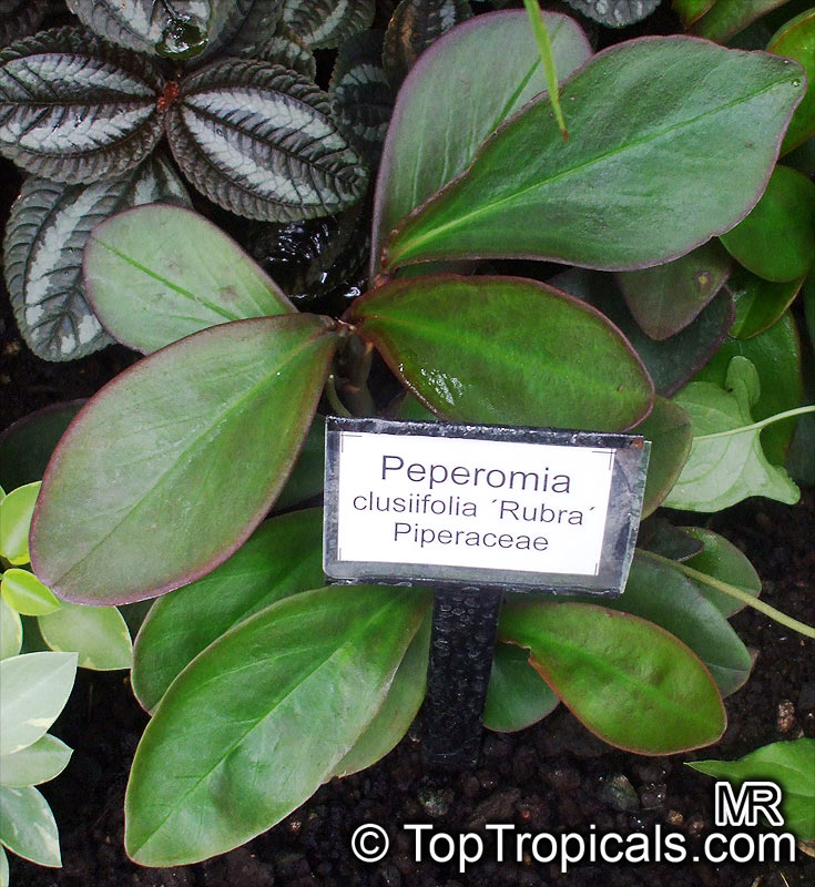 Peperomia clusiifolia, Peperomia obtusifolia var. clusiaefolia, Red Edge Peperomia