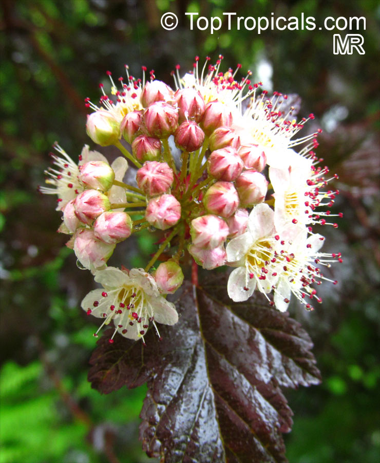 Physocarpus opulifolius, Opulaster opulifolius, Spiraea opulifolia, Common Ninebark, Eastern Ninebark