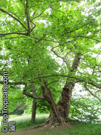 Platanus sp., Plane tree

Click to see full-size image