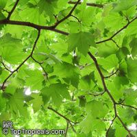 Platanus sp., Plane tree

Click to see full-size image