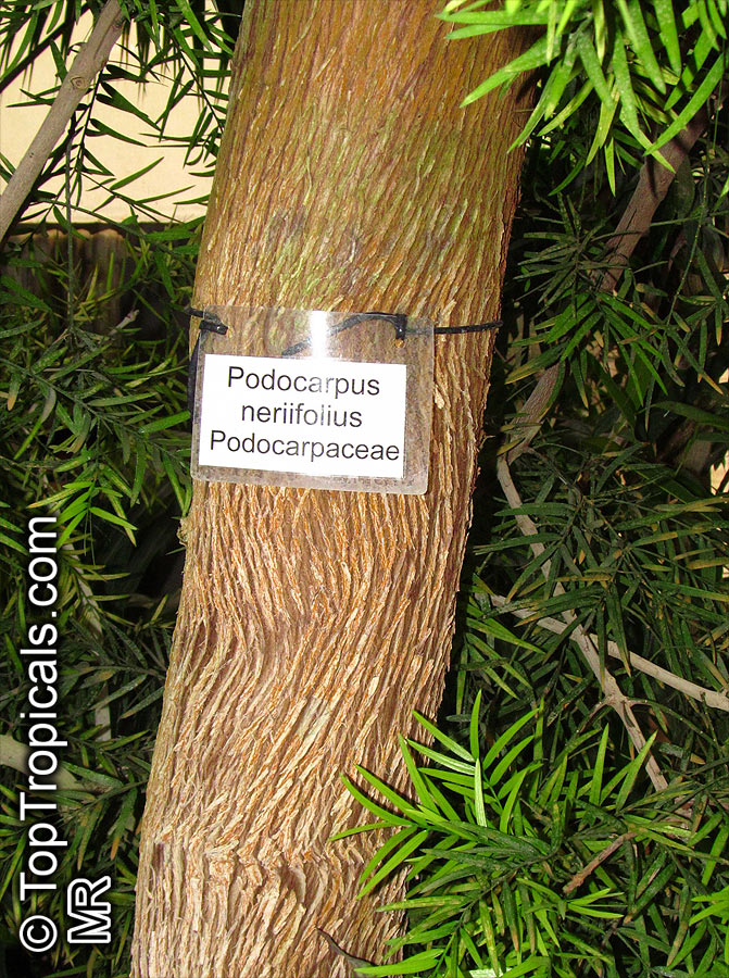 Podocarpus neriifolius, Oleander Podocarp