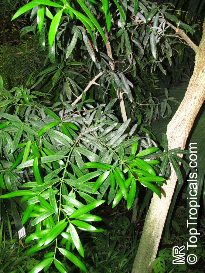 Podocarpus neriifolius, Oleander Podocarp