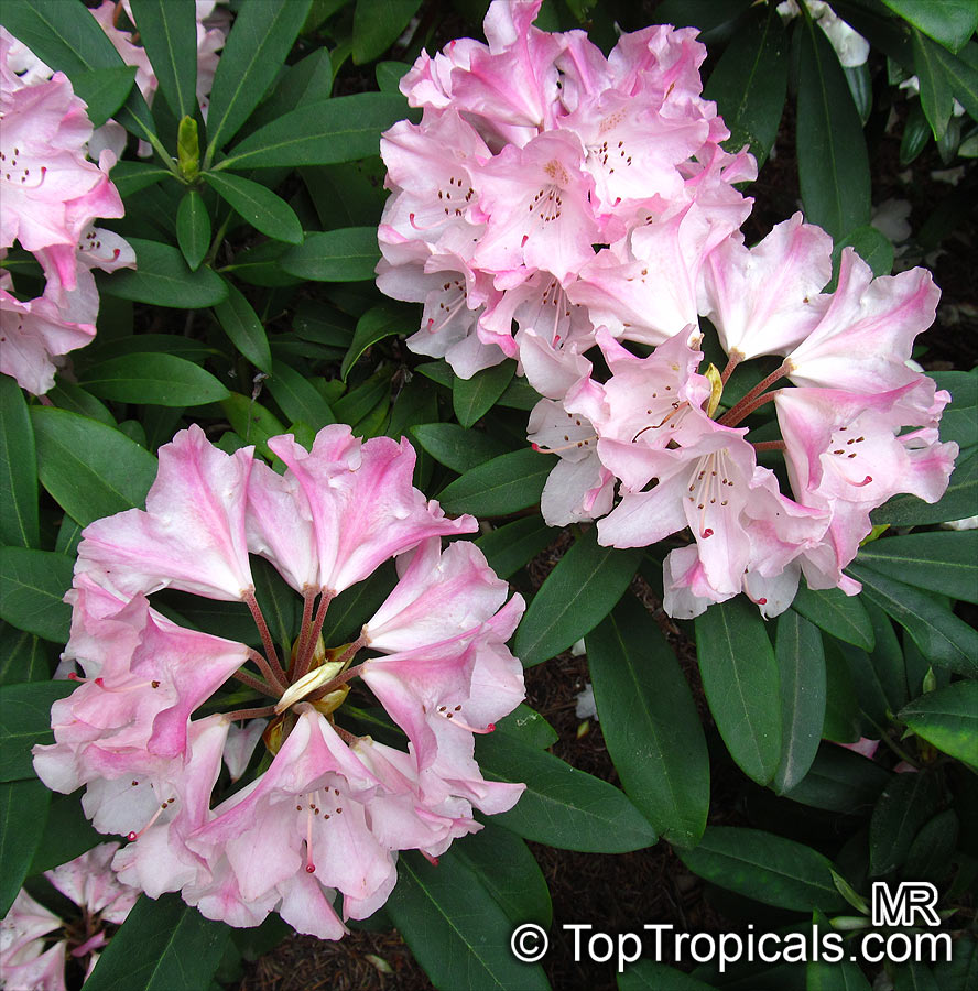 Rhododendron sp., Azalea sp., Rhododendron