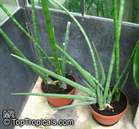 Sansevieria cylindrica, Sansevieria stuckyi, Snake Plant

Click to see full-size image