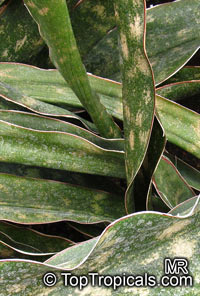 Sansevieria kirkii, Star Sansevieria, Spotted Snake Plant
