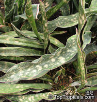Sansevieria kirkii, Star Sansevieria, Spotted Snake Plant

Click to see full-size image