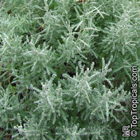 Santolina chamaecyparissus, Lavender Cotton

Click to see full-size image