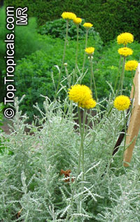 Santolina chamaecyparissus, Lavender Cotton

Click to see full-size image