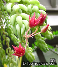 Sedum morganianum, Burro's Tail

Click to see full-size image
