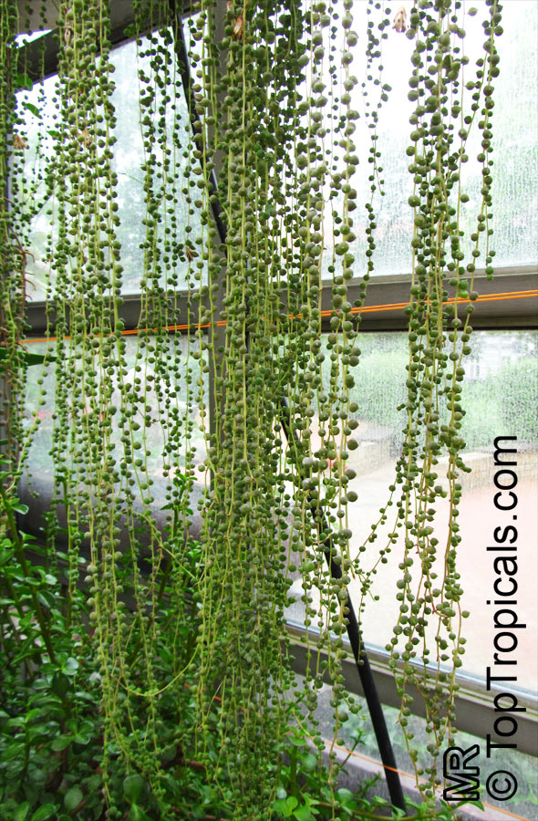 Curio rowleyanus, Senecio rowleyanus, String of peas, String of pearls, Bead Plant