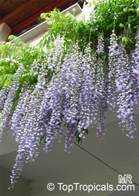 Wisteria sinensis - seeds

Click to see full-size image