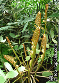 Zamia sp., Coontie Palm

Click to see full-size image