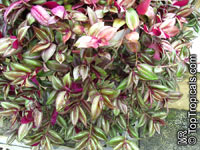 Tradescantia zebrina, Zebrina pendula, Wandering Jew

Click to see full-size image