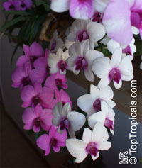 Dendrobium phalaenopsis, Dendrobium

Click to see full-size image